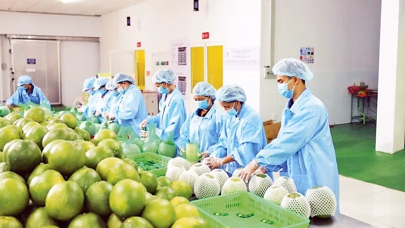 Trái cây xuất khẩu. (Ảnh: MINH HÀ)