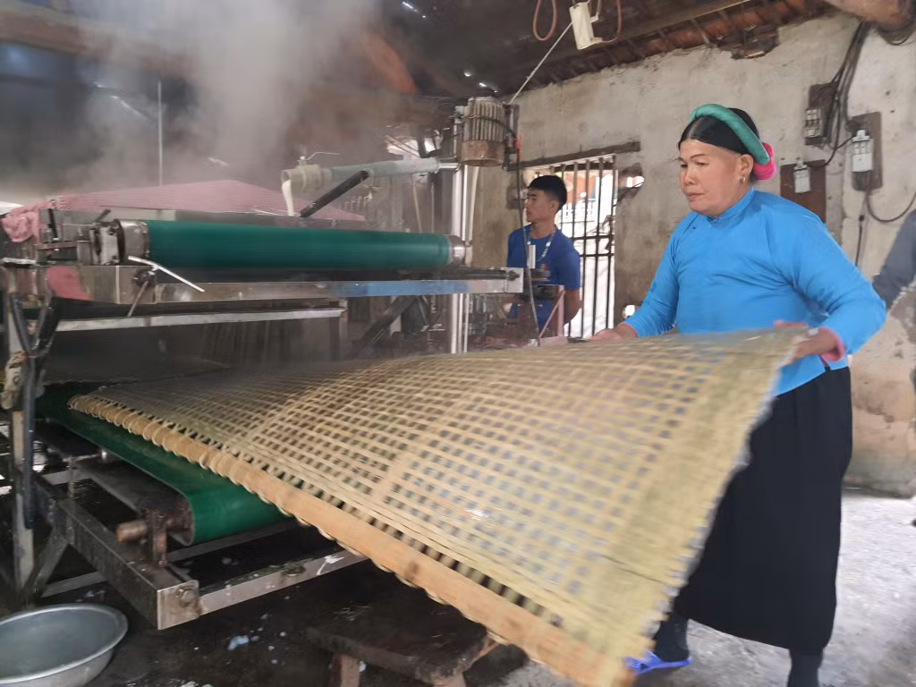 Sản xuất miến dong tại HTX Phát triển Đình Trung (xã Bình Liêu) (7-2023). Ảnh: Việt Hoa