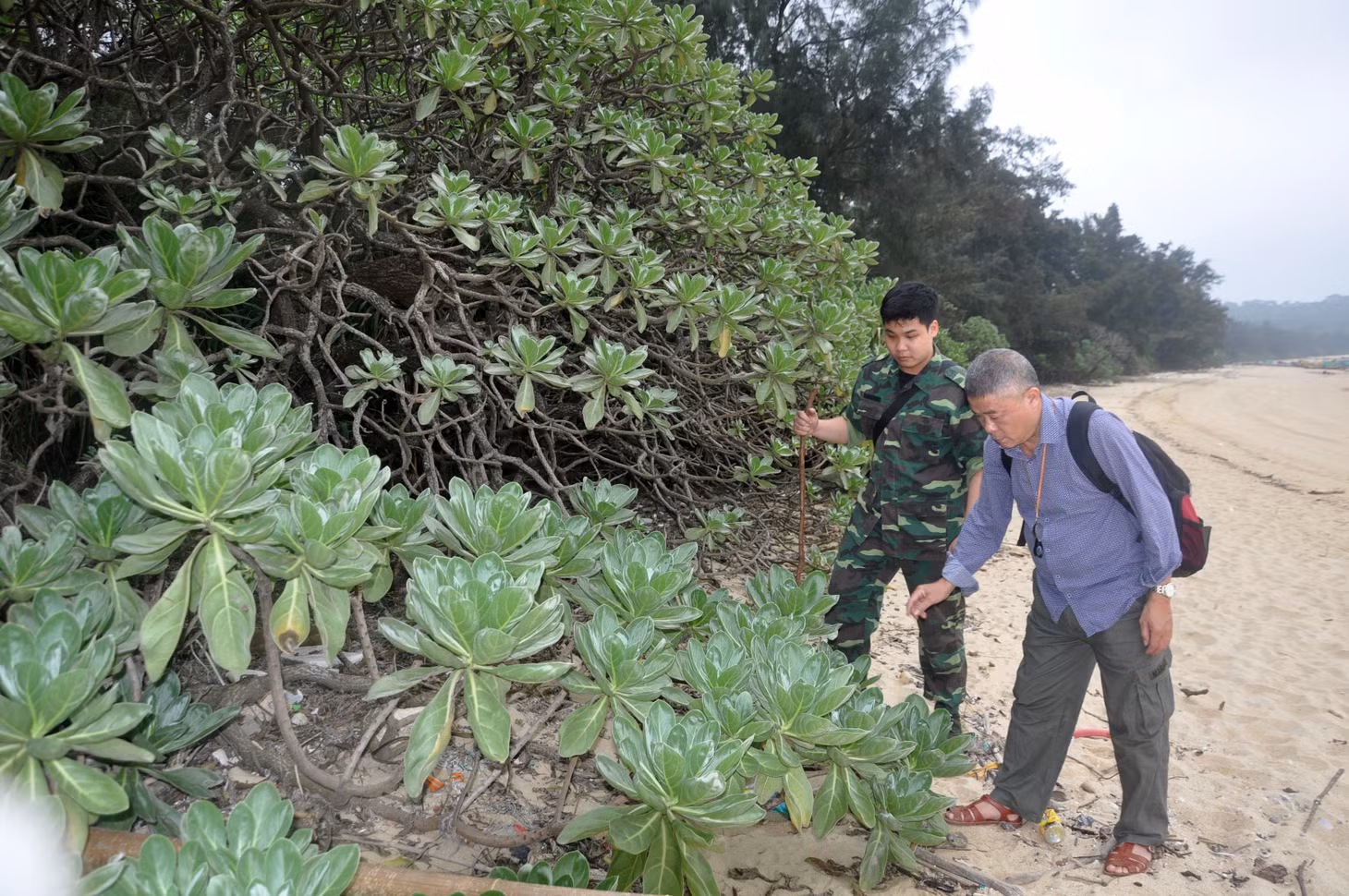 TS Nguyễn Quốc Bình (phải) cùng cộng sự quan sát quần thể cây phong ba tại bãi biển xã Đồng Tiến, Cô Tô.