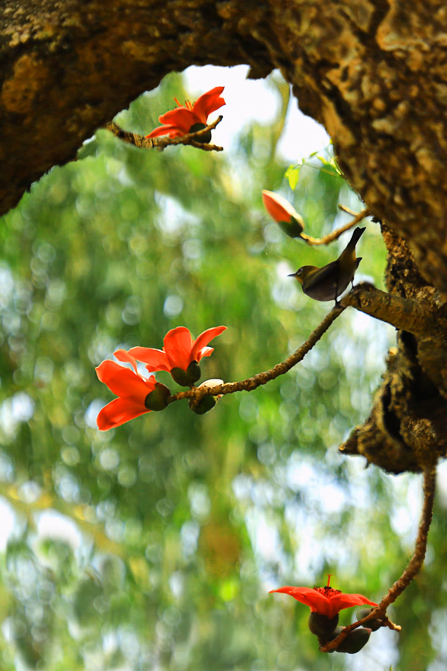 nét đẹp của cây hoa trăm tuổi.