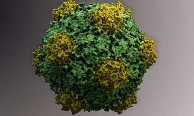 Hình ảnh 3D mô tả cấu trúc của virus Vigna unguiculata. Ảnh: Thomas Splettstoesser