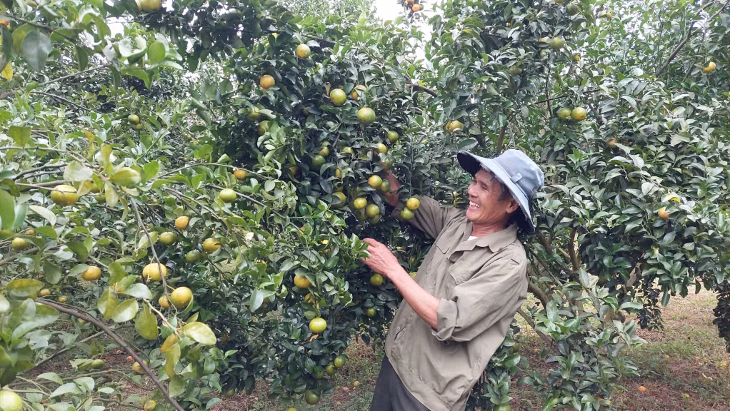 Phong trào nông dân thi đua sản xuất kinh doanh giỏi được Hội nông dân huyện Hải Hà phát động rộng rãi tới toàn thể hội viên, nhân dân, góp phần thúc đẩy sự phát triển KT-XH của địa phương. (Trong ảnh: Vườn cam hơn 500 gốc của gia đình ông Hoàng Văn Diệng, thôn 9, xã Quảng Minh)