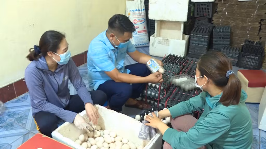 HTX chăn nuôi và dịch vụ Đồng Tiến, xã Đồng Rui (huyện Tiên Yên) thu mua trứng vịt biển của các hộ chăn nuôi.