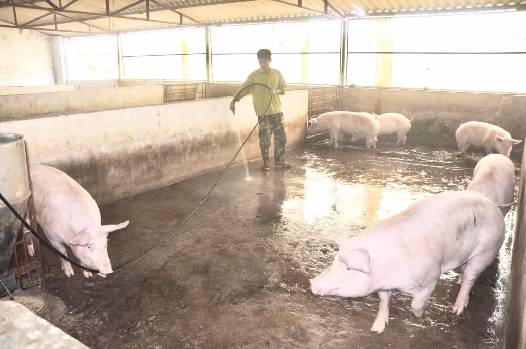 Cán bộ, chiến sĩ Ban CHQS TX Đông Triều chăm sóc đàn gia súc trong khu tăng gia sản xuất.