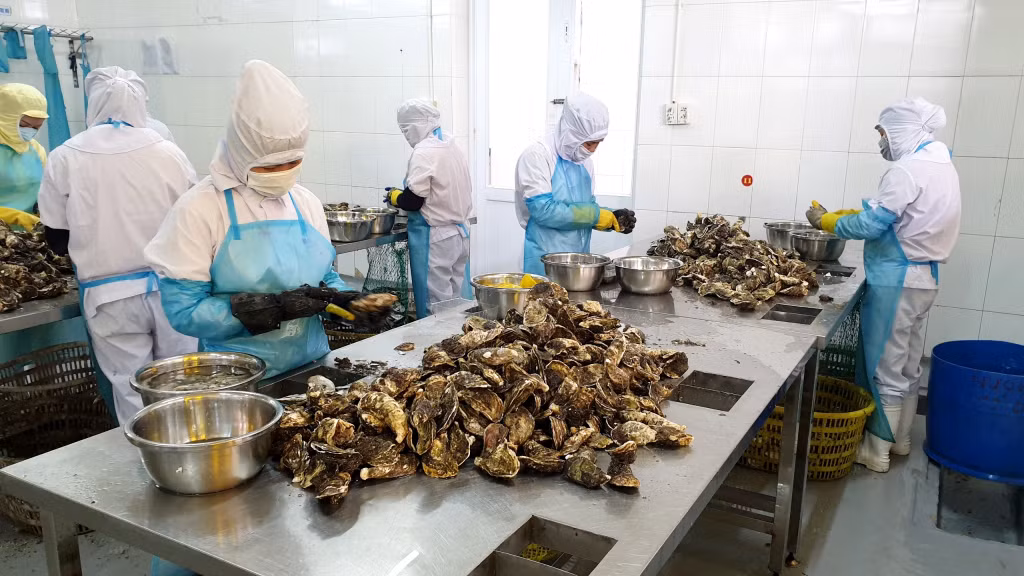 Con hàu sau khi lấy ruột, vỏ thường được thải ra môi trường tự nhiên.