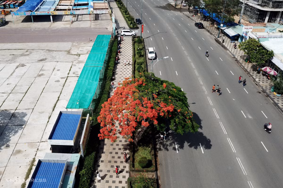 Cây phượng 'nửa lá nửa hoa' ảnh 1