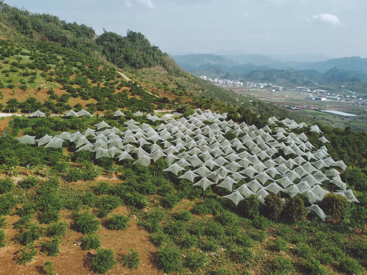 Thung lũng mận Phiêng Khoang ở xã Mường Sang, thị trấn Mộc Châu, nằm sau khách sạn Sao Xanh, cách trung tâm Mộc Châu khoảng 6 km. Vườn Thủy Hà trong thung lũng có nhiều mận đang sai quả. Quang Kiên gọi cảnh tượng nhìn từ trên cao là "mắc màn cho mùa mận".