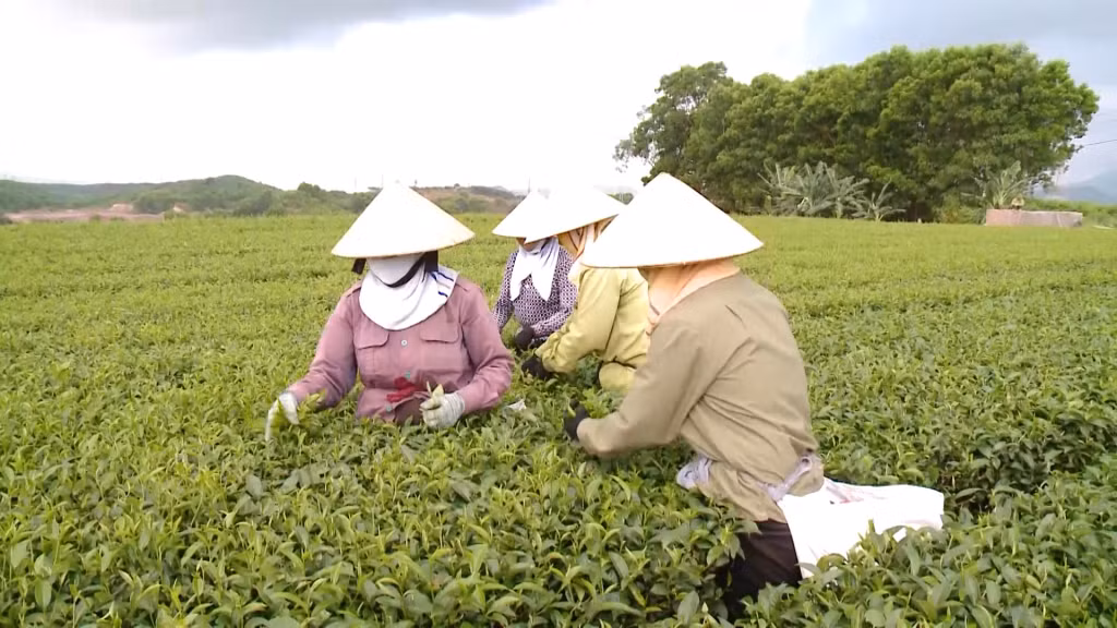Người dân xã Quảng Long (huyện Hải Hà) thu hoạch chè tươi để bán cho cơ sở chế biến chè Dũng Nga.