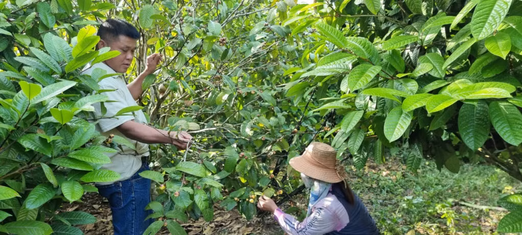 Mô hình trồng trà hoa vàng của vợ chồng anh Trìu Đức Kim và chị Triệu Kim Liên, thôn Làng Cổng, xã Đồn Đạc cho thu nhập cao.