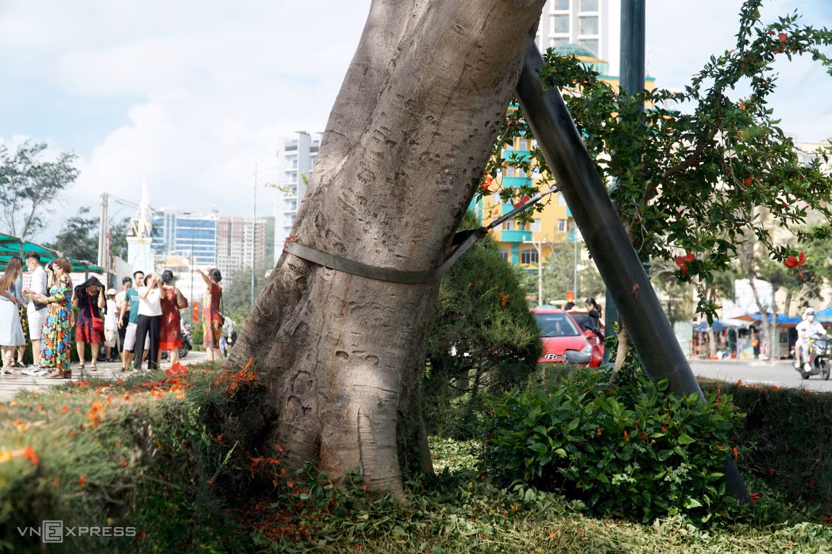 Cây phượng 'nửa lá nửa hoa' ảnh 4