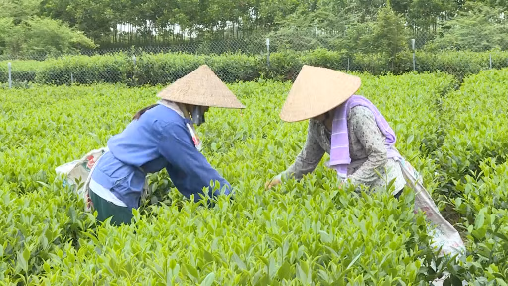 Nông dân xã Quảng Long, huyện Hải Hà làm giàu từ cây chè.