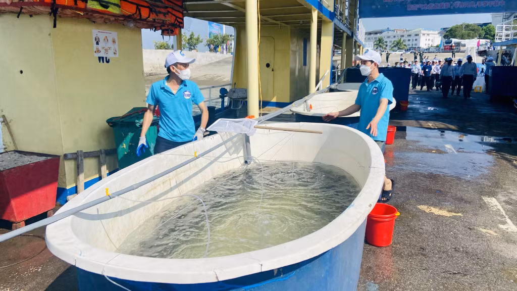 Tất cả con giống trước khi thả đều được kiểm tra, sàng lọc đảm bảo sống khỏe trong môi trường tự nhiên.