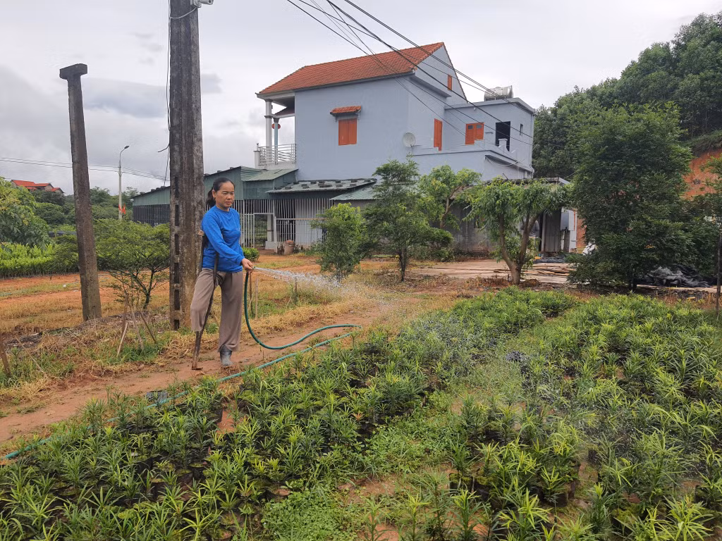 Chị Nguyễn Thị Sâm (thôn Tân Hà, xã Tân Bình, huyện Đầm Hà) chăm sóc vườn ươm của gia đình.