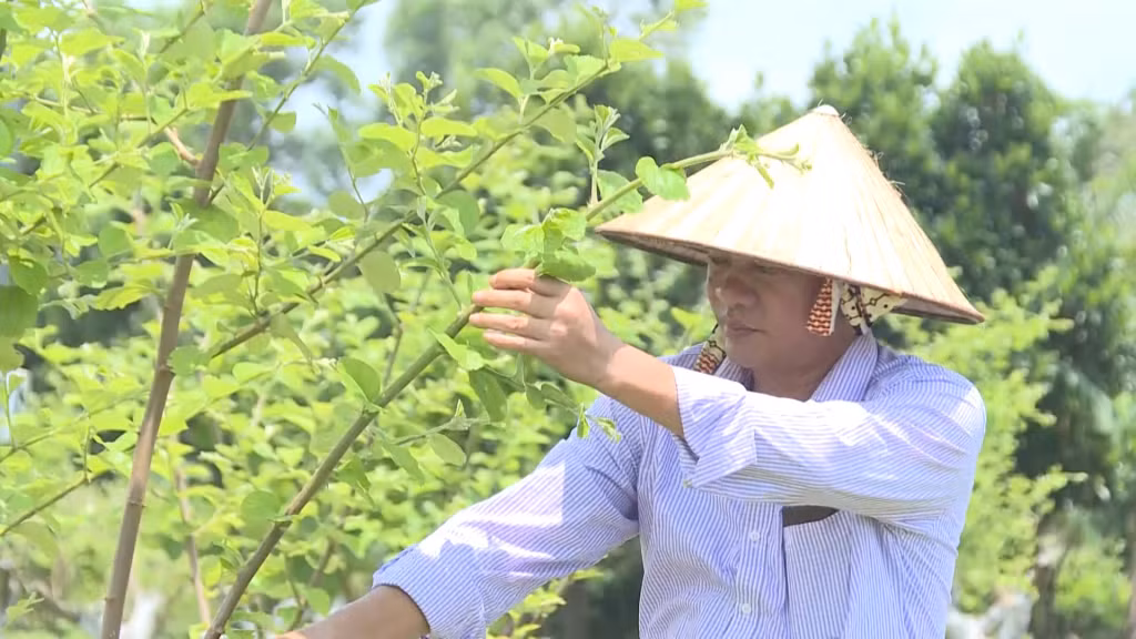 Ông Nguyễn Chí Nhân, xã Hải Xuân, TP Móng Cái là hộ SXKDG với thu nhập hơn 1 tỷ đồng/năm.