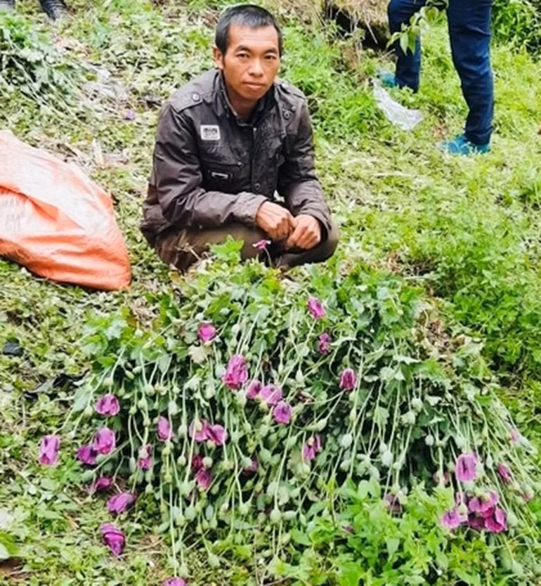 Đối tượng Giàng A Páo cùng tang vật những cây thuốc phiện trồng trái phép trong vườn nhà bị thu giữ (Ảnh: Viện KSND thị xã Sa Pa).