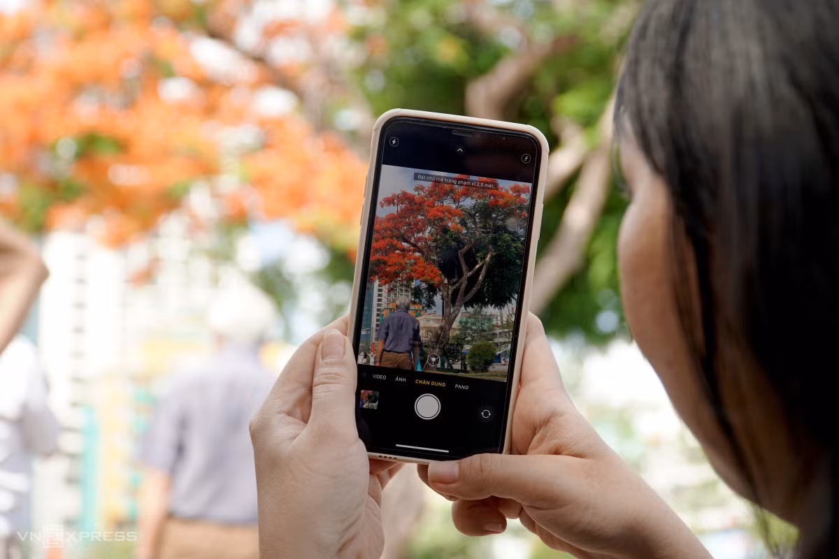 Cây phượng 'nửa lá nửa hoa' ảnh 5