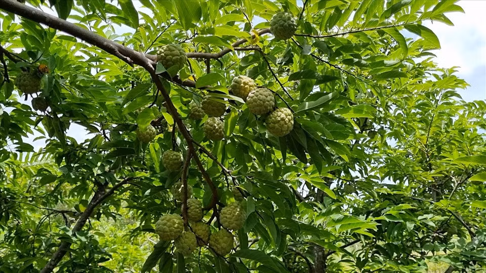 Dù đã hái một lần trái, nhưng vườn mãng cầu ta nhà ông Huỳnh Thol còn rất sai trái trên cây. Ảnh: Văn Sỹ