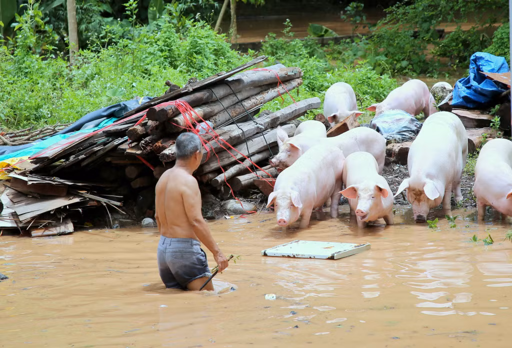 Các hộ chăn nuôi lùa đàn gia súc thoát khỏi các vị trí ngập nước.