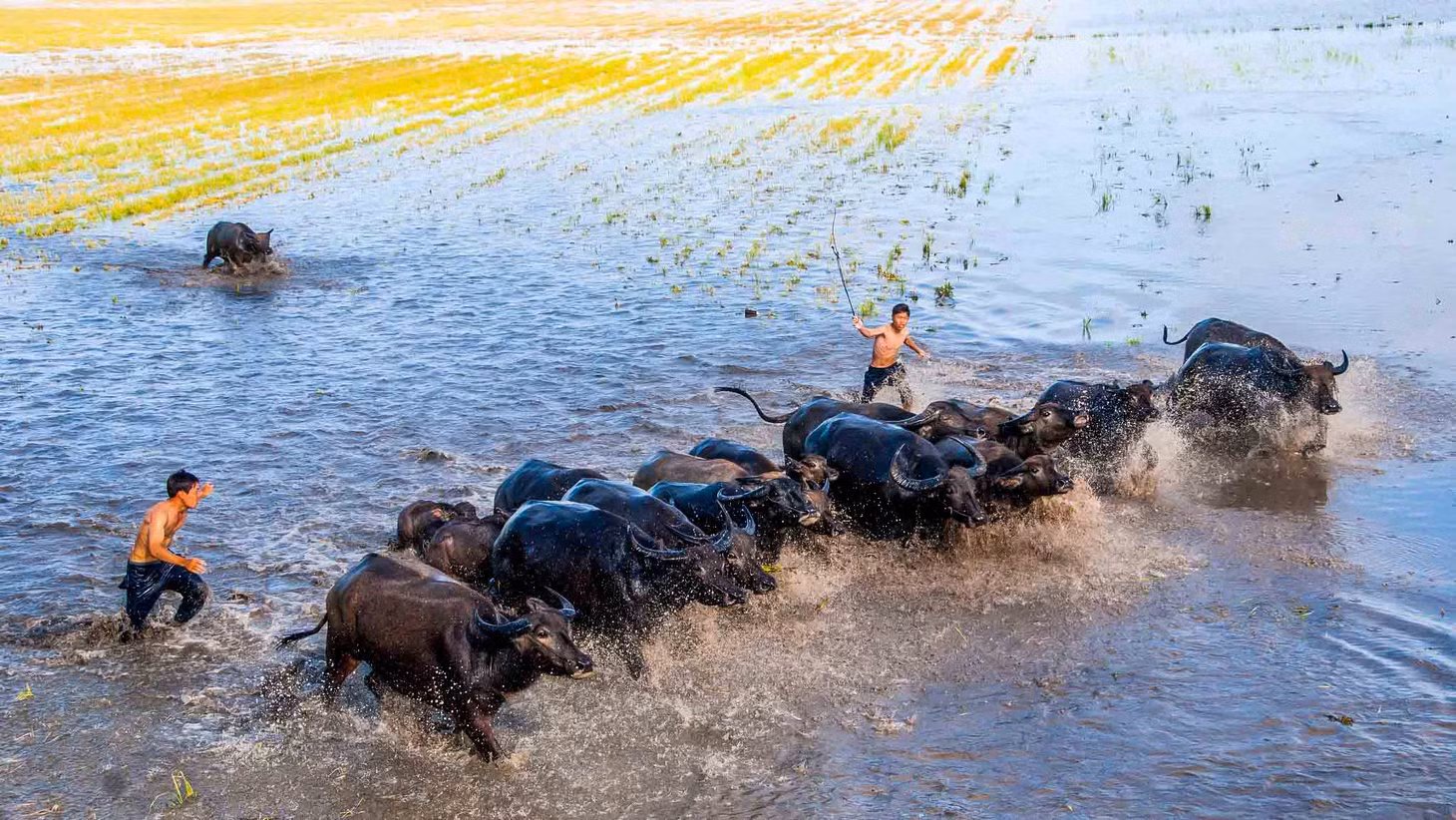 Trâu là con vật có dấu ấn sâu đậm nhất trong đời sống văn hóa của người dân Việt Nam. Con trâu đứng hàng thứ 2 trong thập nhị chi và là con vật gần gũi nhất trong lao động sản xuất với con người. Có nhiều người đánh giá thấp trẻ chăn trâu khi con cái lười học, thường răn đe “không học thì đi chăn trâu”. Thực ra trẻ chăn trâu cũng có đứa được đến trường, đi học một buổi hay đi chăn trâu vào những ngày nghỉ học. “Ai bảo chăn trâu là khổ, chăn trâu sướng lắm chứ, ngồi trên mình trâu phất ngọn cờ lau và miệng hát nghêu ngao”.
