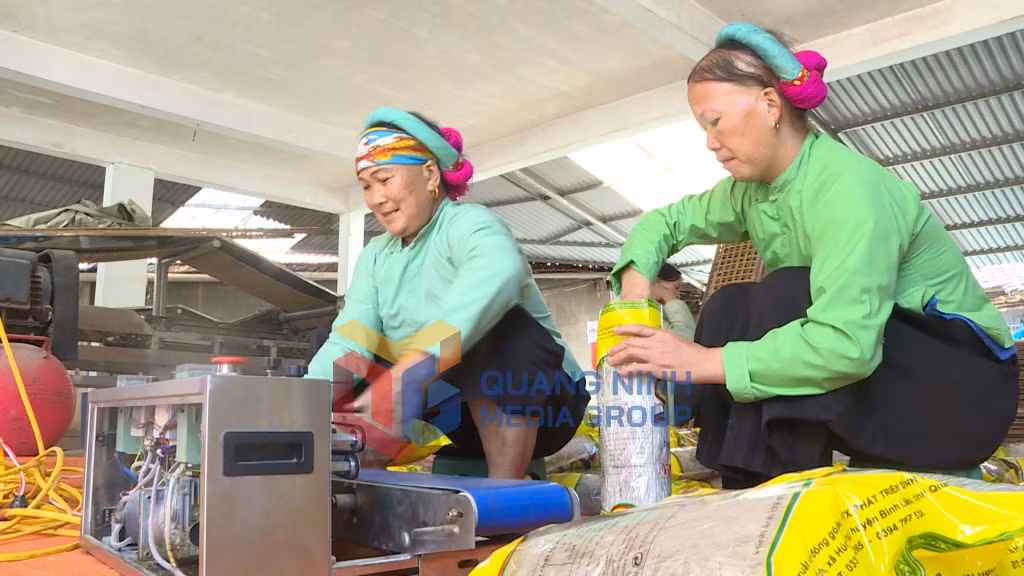 Người dân thôn Nà Ếch, xã Bình Liêu đóng gói sản phẩm miến dong (6-2022). Ảnh: Phạm Hải