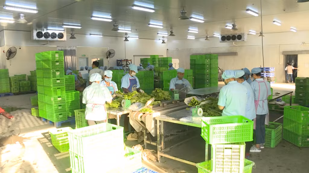 Dự án Khu nông nghiệp ứng dụng công nghệ cao (Công ty TNHH Đầu tư sản xuất phát triển nông nghiệp VinEco) liên kết với người nông dân từ khâu sản xuất, chế biến đến tiêu thụ sản phẩm.