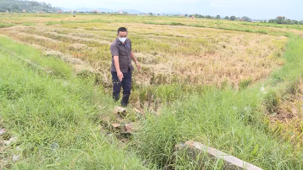 Do tuyến kênh đã quá cũ, gây thất thoát nước, nên ở cuối nguồn không có nước để sản xuất, nhiều cánh đồng ở xã Tiền An bị bỏ hoang.