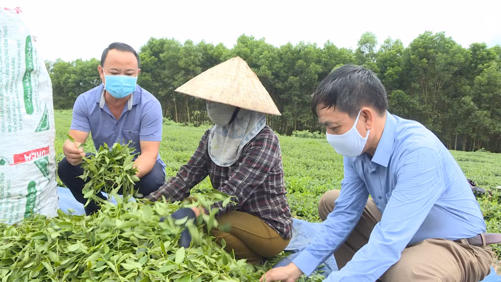 Anh Trần Sỹ Dũng (ngoài cùng, bên trái), chủ cơ sở chế biến chè Dũng Nga kiểm tra chất lượng lá chè tươi.