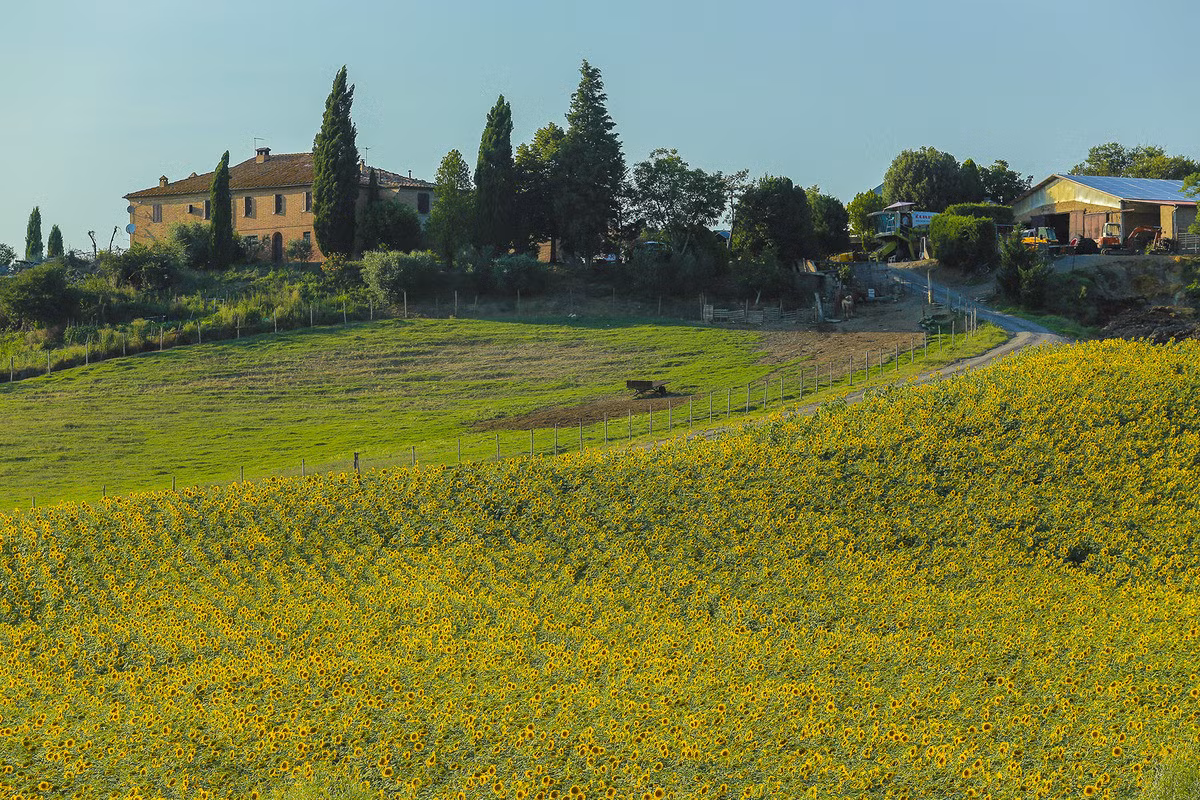 Ngoài những khung cảnh cánh đồng bất tận, Tuscany cũng có nhiều thị trấn, thành phố với vẻ đẹp tự nhiên và kiến trúc tuyệt vời tô điểm thêm cho khung cảnh nơi đây. Những thành phố phải kể tới trong hành trình khám phá miền trung Italy là Florence, Siena, Pisa...