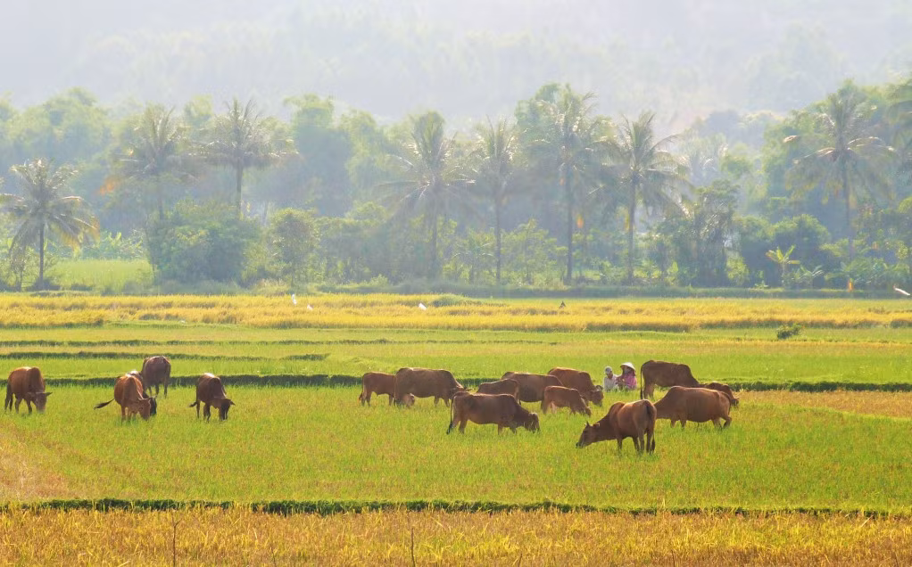 Hai người chận bò (chăn bò) thư thả ngồi canh đàn bò nhẩn nhơ gặm chân rạ sau mùa cắt lúa ở TT.Chí Thạnh, H.Tuy An. Đường QL1 từ Quy Nhơn đi Tuy Hòa qua khu vực này, hai bên là cánh đồng, mùa lúa chín vàng ruộm, nhộn nhịp cảnh thu hoạch, đông đúc những đàn gia súc