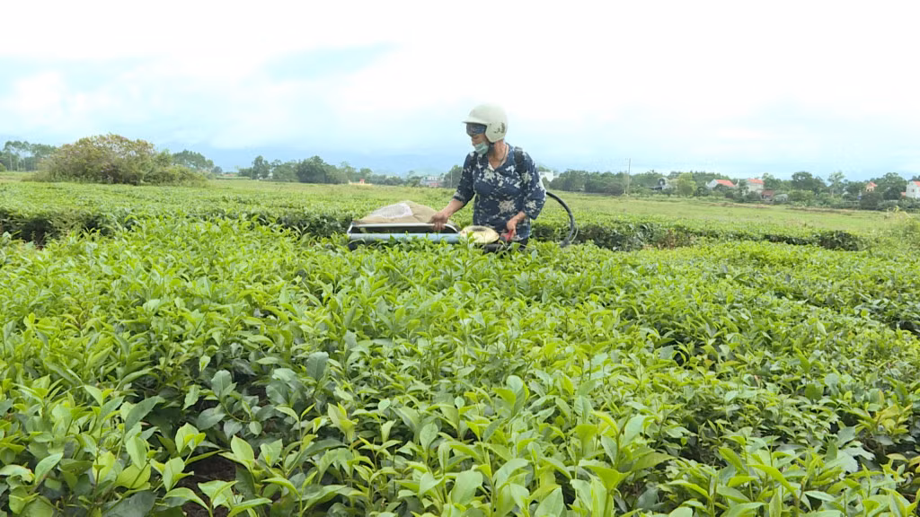 Bà Nguyễn Thị Thê, xã Quảng Long, huyện Hải Hà, thu hoạch lá chè tươi của gia đình.