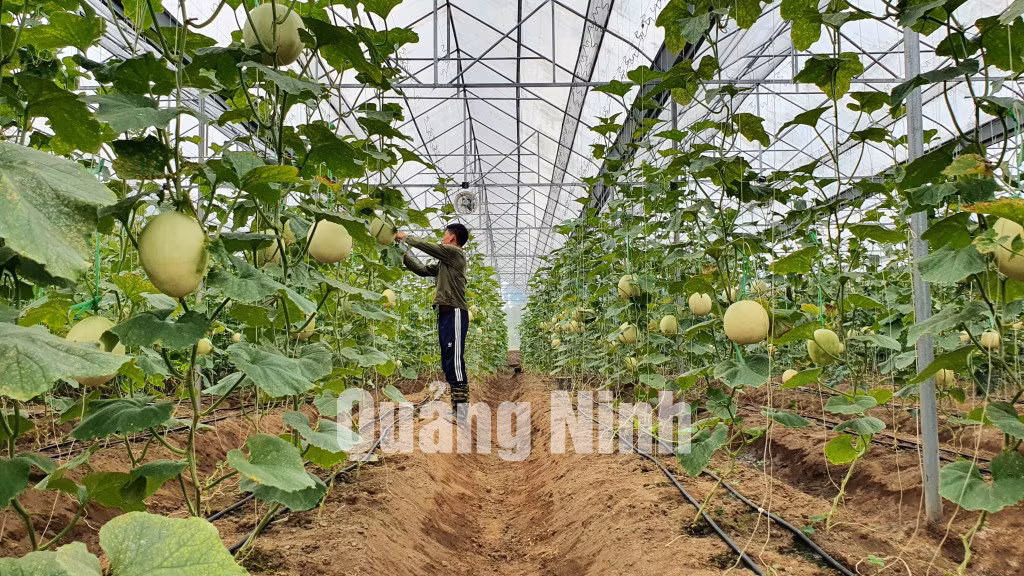 Mô hình trồng dưa lê Bạch Ngọc trong nhà màng của người dân thôn 1, xã Quảng Chính, Hải Hà (7-2021). Ảnh: Minh Đức