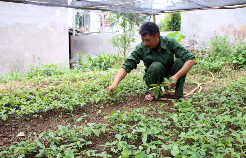 CCB Lương Ngọc Thắng chăm sóc vườn ươm cây quế của gia đình.