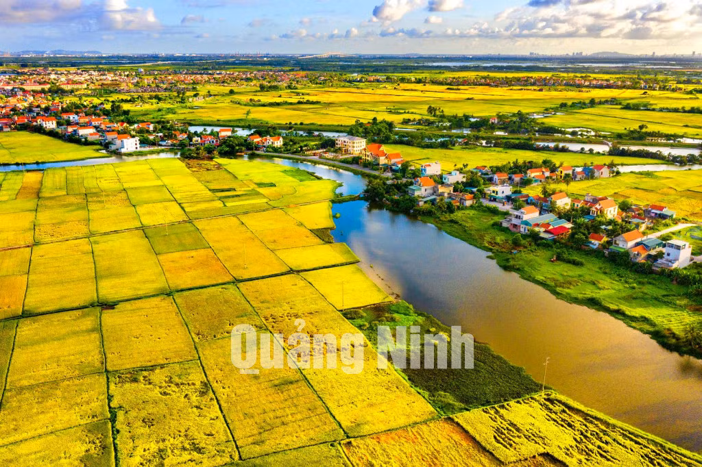 Thảm vàng quê em. Ảnh: Dương Văn Toàn