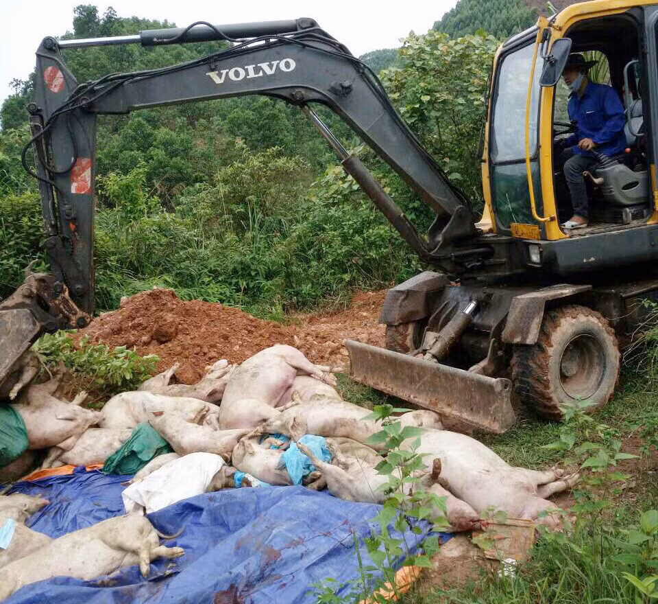 Huyện Tiên Yên thực hiện tiêu hủy lợn bị chết do dịch tả lợn châu Phi.