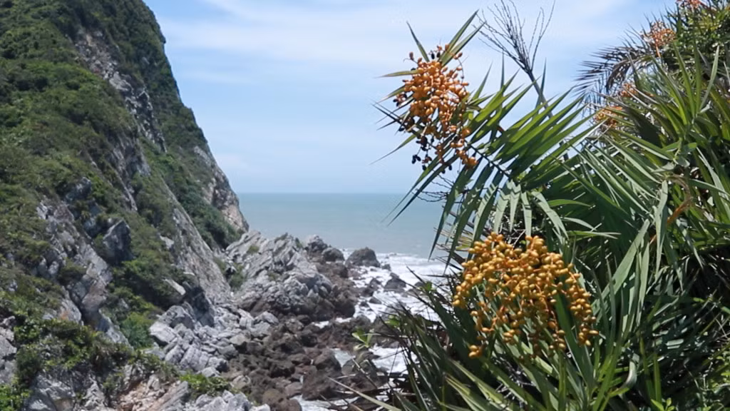 Quả hèo trên đình đồi Eo Gió khi xanh có màu vàng, khi chín chuyển màu đen.