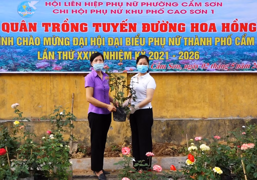 Chi hội Phụ nữ khu phố Cao Sơn 1 (phường Cẩm Sơn) ra quân trồng tuyến đường hoa hồng, ngày 2/5/2021.