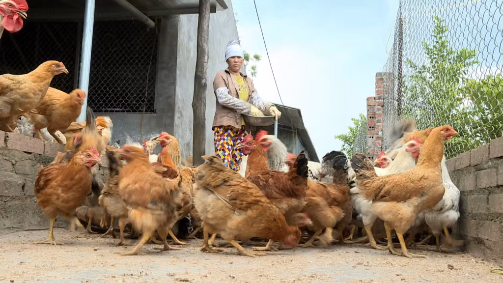 Toàn tỉnh hiện có gần 42.000 cơ sở chăn nuôi, trong đó cơ sở chăn nuôi nông hộ chiếm phần lớn với gần 40.000 cơ sở.