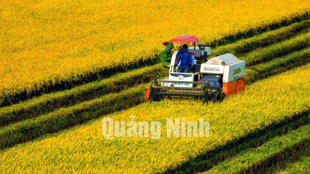 Mùa vàng Quảng Yên. Ảnh: Dương Văn Toàn.