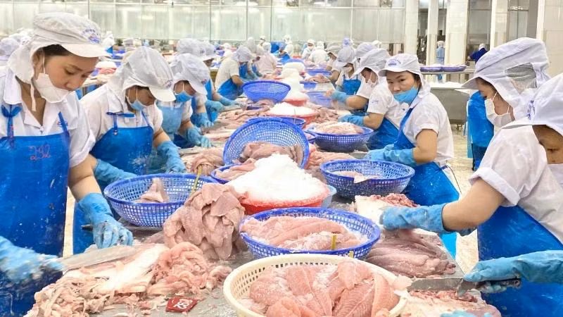 Brazil duy trì là thị trường đơn lẻ tiêu thụ mạnh các sản phẩm cá tra đến từ Việt Nam, nhất là sản phẩm cá tra phi-lê đông lạnh.