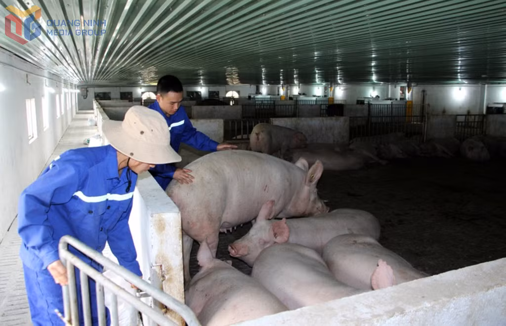 Chăn nuôi lợn quy mô lớn tại Công ty CP Khai thác khoáng sản Thiên Thuận Tường (TP Cẩm Phả).