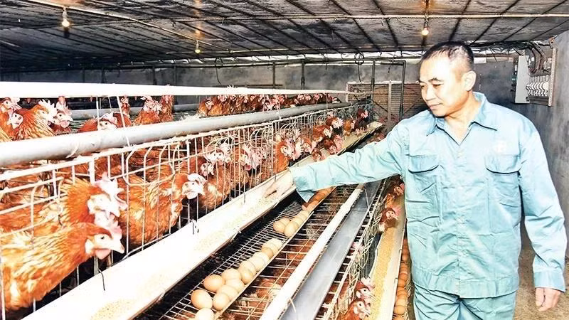 Ứng dụng khoa học công nghệ vào phát triển chăn nuôi gia cầm theo hướng hàng hóa tại xã Cấn Hữu (Quốc Oai) đã mang lại hiệu quả kinh tế cao cho người dân. Ảnh: nhandan.vn.