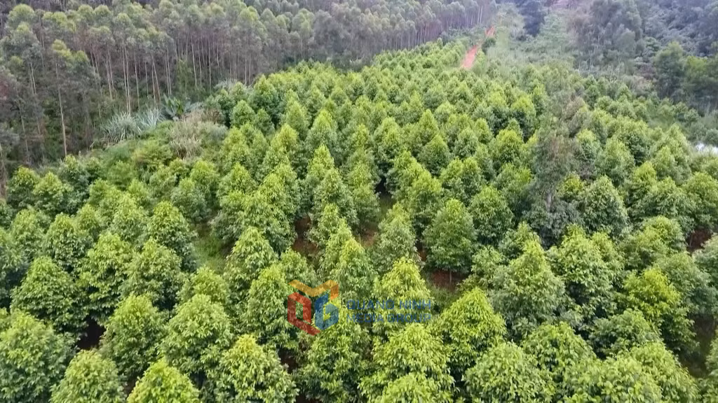 Cánh rừng trồng ở xã Đồn Đạc, huyện Ba Chẽ đủ tiêu chí để cấp chứng chỉ rừng bền vững.