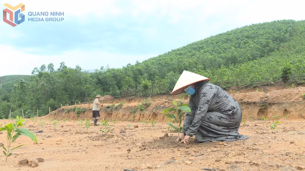 Chị Ân Thị Thuận, Thôn Trung Lương, xã Tràng Lương (TP Đông Triều) đang trồng nốt diện tích rừng của gia đình.