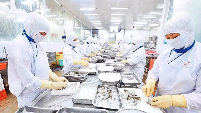 Chế biến thủy sản xuất khẩu ở Công ty cổ phần Thủy sản Cafatex (Hậu Giang). (Ảnh: TRẦN QUỐC)