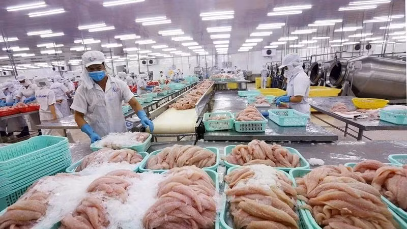 Dù xuất khẩu mạnh mẽ tới hơn 140 quốc gia, cá tra - niềm tự hào của ngành thủy sản Việt Nam - vẫn chưa thể tìm được vị trí xứng đáng trên mâm cơm người Việt.