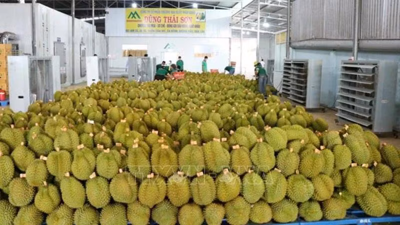 Xuất khẩu sầu riêng sang Trung Quốc. (Ảnh: TTXVN)