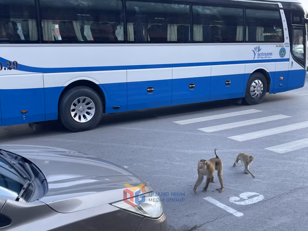Hai con khỉ còn lao ra đường làm ảnh hưởng tới người tham gia giao thông.