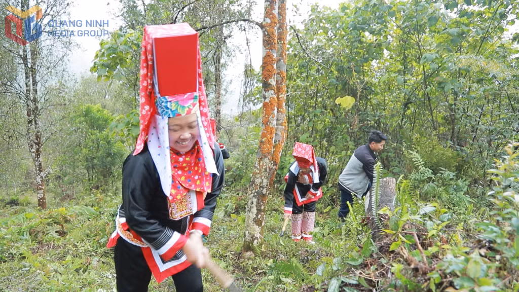 Đồng bào dân tộc thiểu số huyện Bình Liêu nâng cao đời sống nhờ khai thác thế mạnh rừng hồi, quế trên địa bàn.