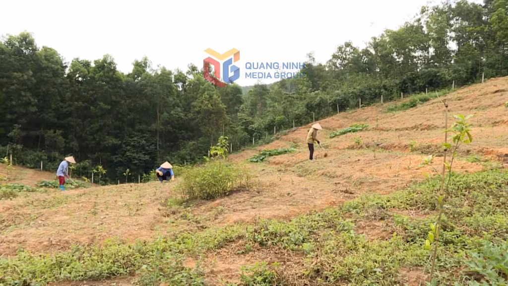 Nhận thức của người dân và chủ rừng về phát triển lâm nghiệp bền vững, trong đó có việc cấp chứng chỉ quản lý rừng đã được nâng lên rõ rệt.