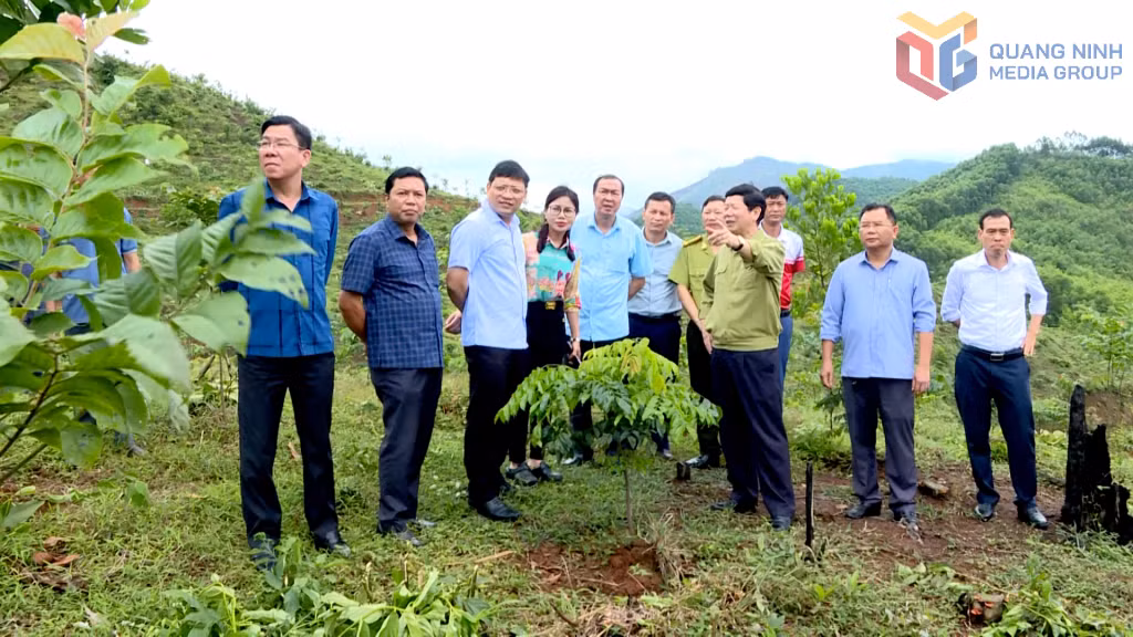 Đồng chí Nghiêm Xuân Cường, Phó Chủ tịch UBND tỉnh cùng lãnh đạo các sở, ngành, huyện Ba Chẽ kiểm tra công tác trồng rừng.